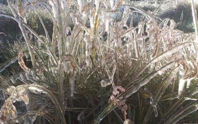 La Gobernación de Nariño elevará su preocupación al Gobierno Nacional por la crisis que sufre el sector agropecuario a causa de las recientes heladas presentadas en el Departamento