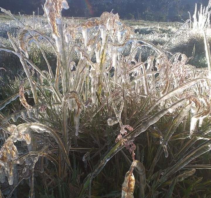 La Gobernación de Nariño elevará su preocupación al Gobierno Nacional por la crisis que sufre el sector agropecuario a causa de las recientes heladas presentadas en el Departamento