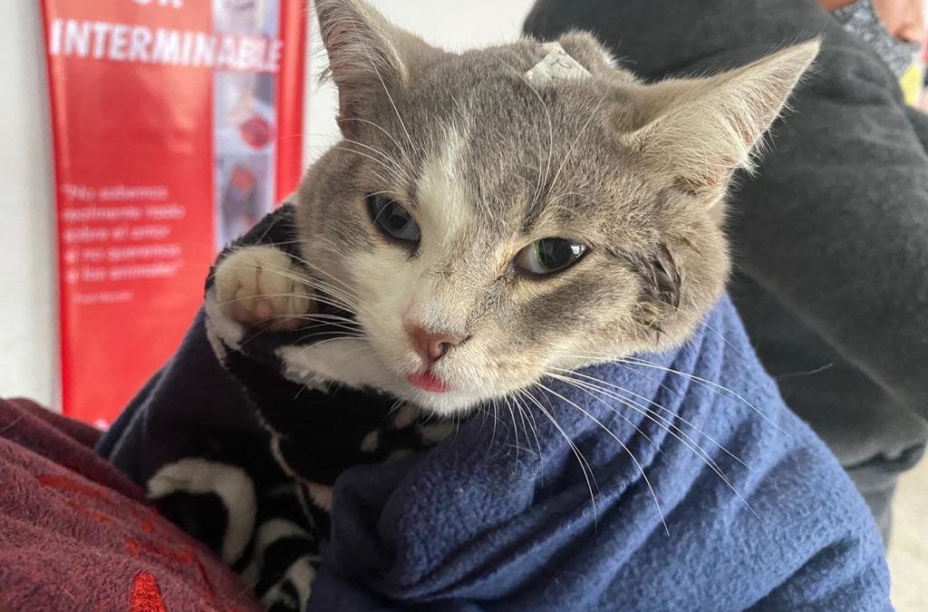 974 animales fueron esterilizados en el primer recorrido por Nariño de la Unidad Móvil de Esterilización