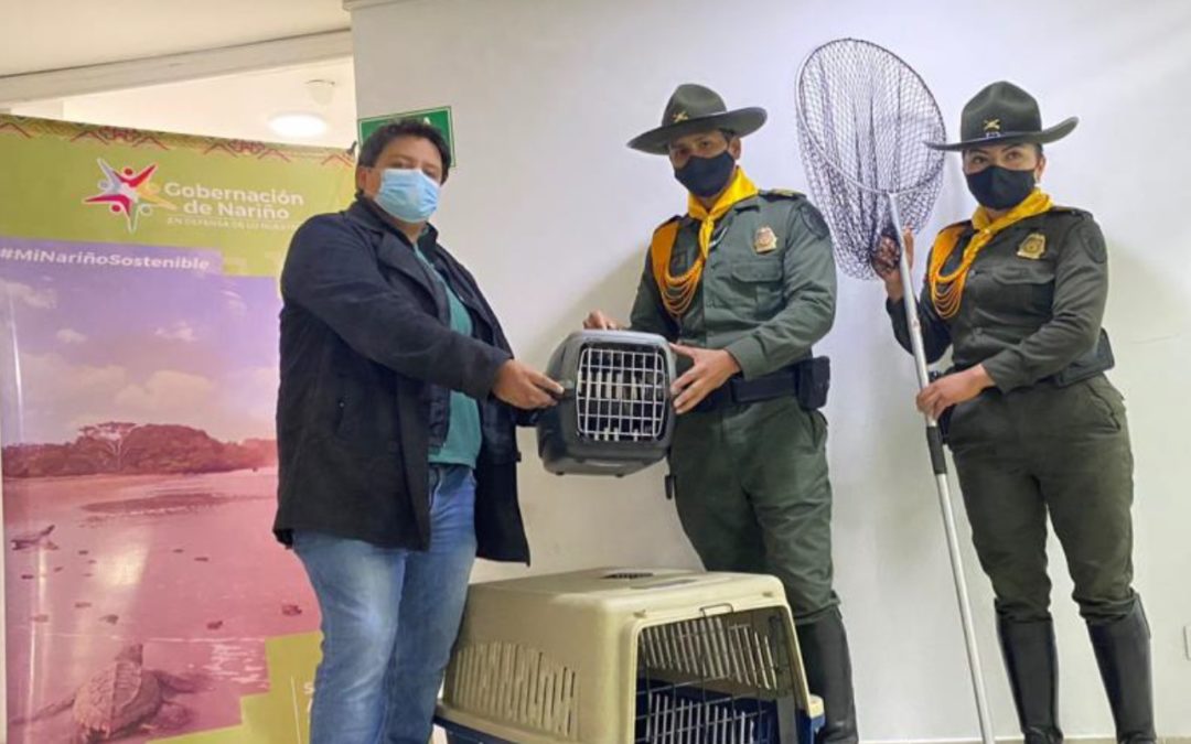 Gobernación de Nariño avanza implementación de proyectos en pro de los animales