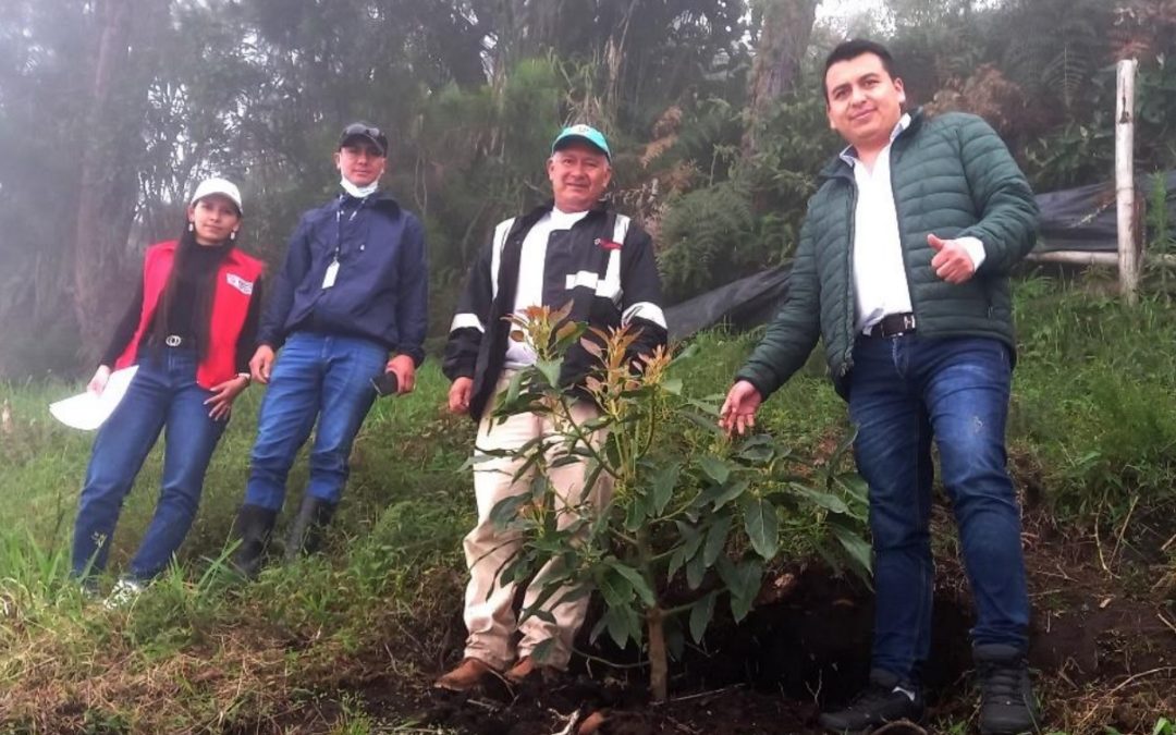 Gobernación de Nariño implementó con éxito, el cultivo de 120.000 plantas de aguacate Hass en la subregión Guambuyaco
