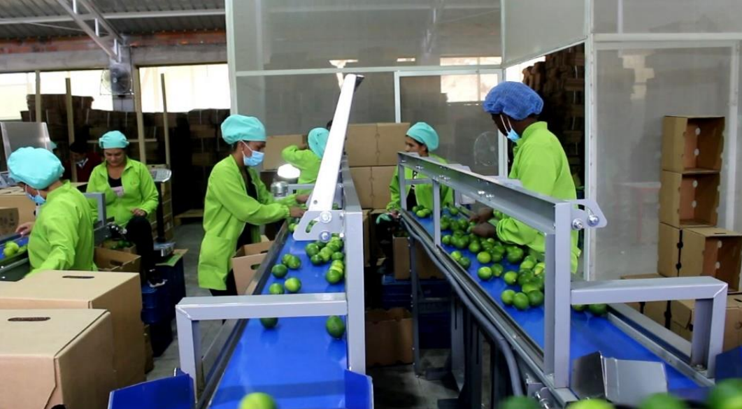 El Limón Tahití: Una alternativa real para transformar la economía y construir la paz en Nariño
