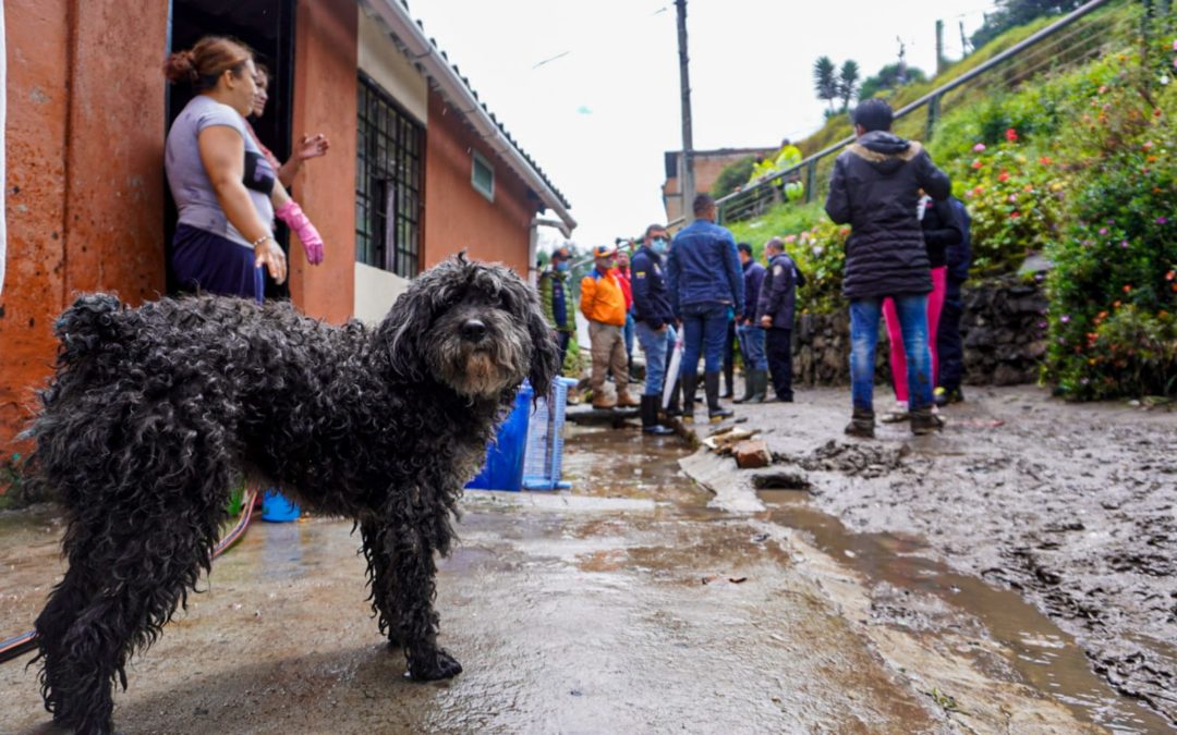 La Gobernación de Nariño trabajará de la mano con las organizaciones animalistas en el Departamento, para determinar cómo se invertirán los recursos qué la Administración Departamental aportará al municipio de Pasto destinados al Centro de Bienestar Animal -CBA.