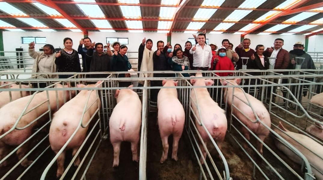 Finaliza proyecto porcícola que mejorará la calidad genética de esta línea productiva en el sur del departamento de Nariño