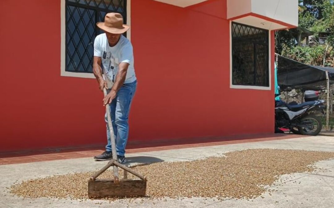 Avanza el fortalecimiento de la producción de plátano y café en la subregión del Guambuyaco