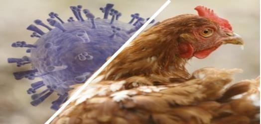 Medidas preventivas de la influencia aviar en el departamento de Nariño