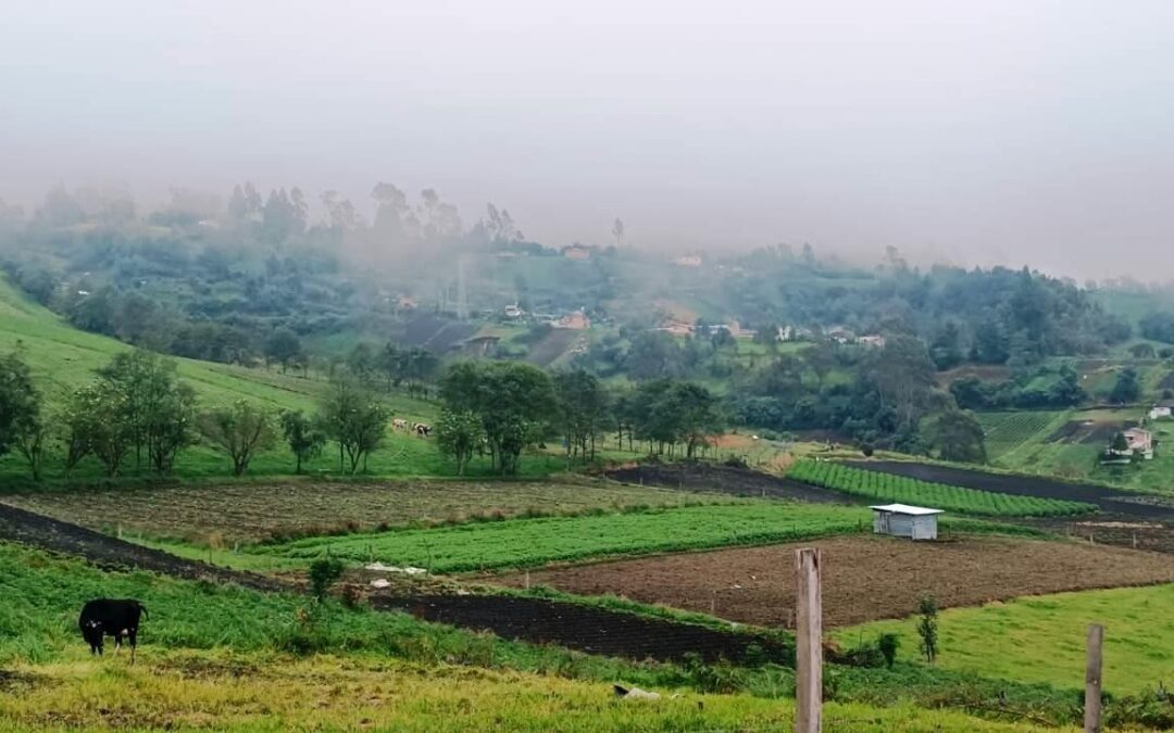 Cultivos afectados por lluvias en Nariño superan las 3.200 hectáreas