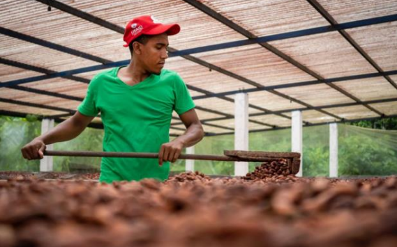 Nariño le sigue apostando al café y el cacao, como alternativa productiva para la sustitución de cultivos de uso ilícito